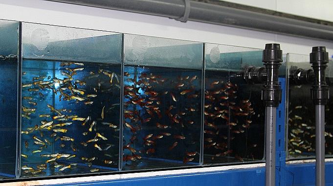 размножение аквариумных рыбок
